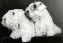 image of sealyham_terrier