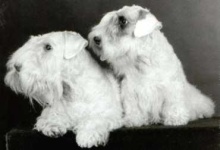 image of sealyham_terrier #25