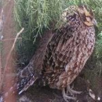 image of bird