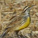 image of eastern_meadowlark #12