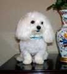 image of maltese_dog