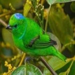image of bird
