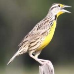 image of bird