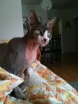 image of animal
