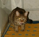 image of tabby #4