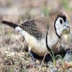 image of bird