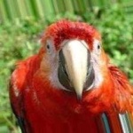 image of bird