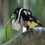 image of bird