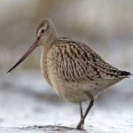 image of bird