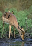 image of impala