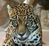 image of jaguar_car