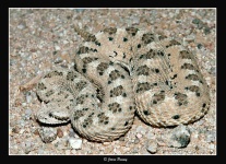 image of horned_viper