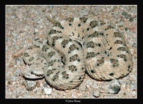 image of horned_viper #31