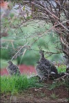 image of ptarmigan