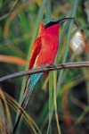 image of bee_eater #10