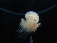 image of animal