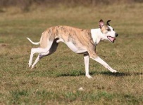 image of whippet #34