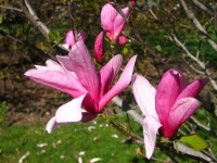 image of magnolia #17