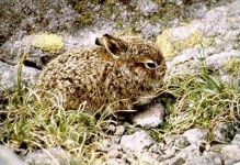 image of hare