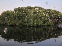 image of american_egret