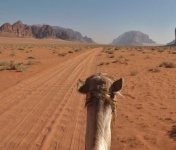 image of animal