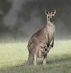 image of animal