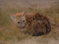 image of hyena