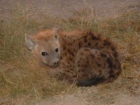 image of hyena #21