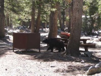 image of american_black_bear