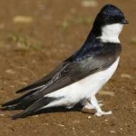 image of bird