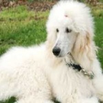 image of animal