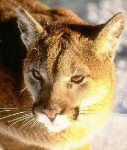 image of cougar_face