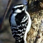 image of bird