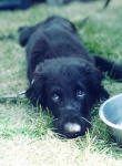 image of flat_coated_retriever