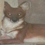 image of animal