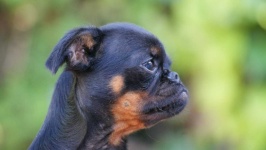 image of brabancon_griffon