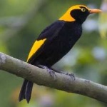 image of regent_bowerbird #31