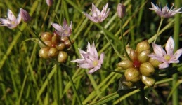 image of onion