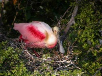 image of spoonbill