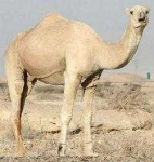 image of animal