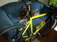 image of keeshond
