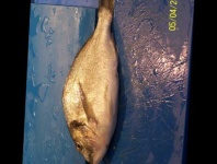 image of fish