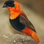 image of bird