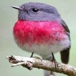 image of bird