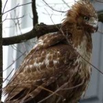 image of bird
