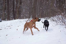 image of rhodesian_ridgeback