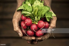 image of fruit_and_vegetable