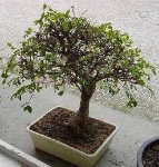 image of tree