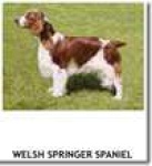 image of welsh_springer_spaniel #2