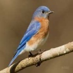 image of bird